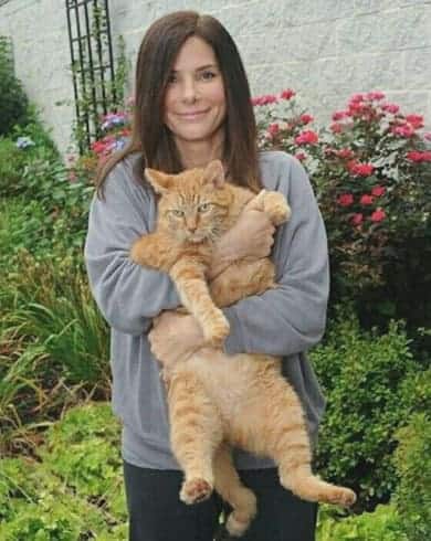 Sandra Bullock wants the cat to be the star